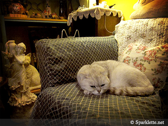 Scottish Fold kitty at Ilancat Country House, Yilan, Taiwan